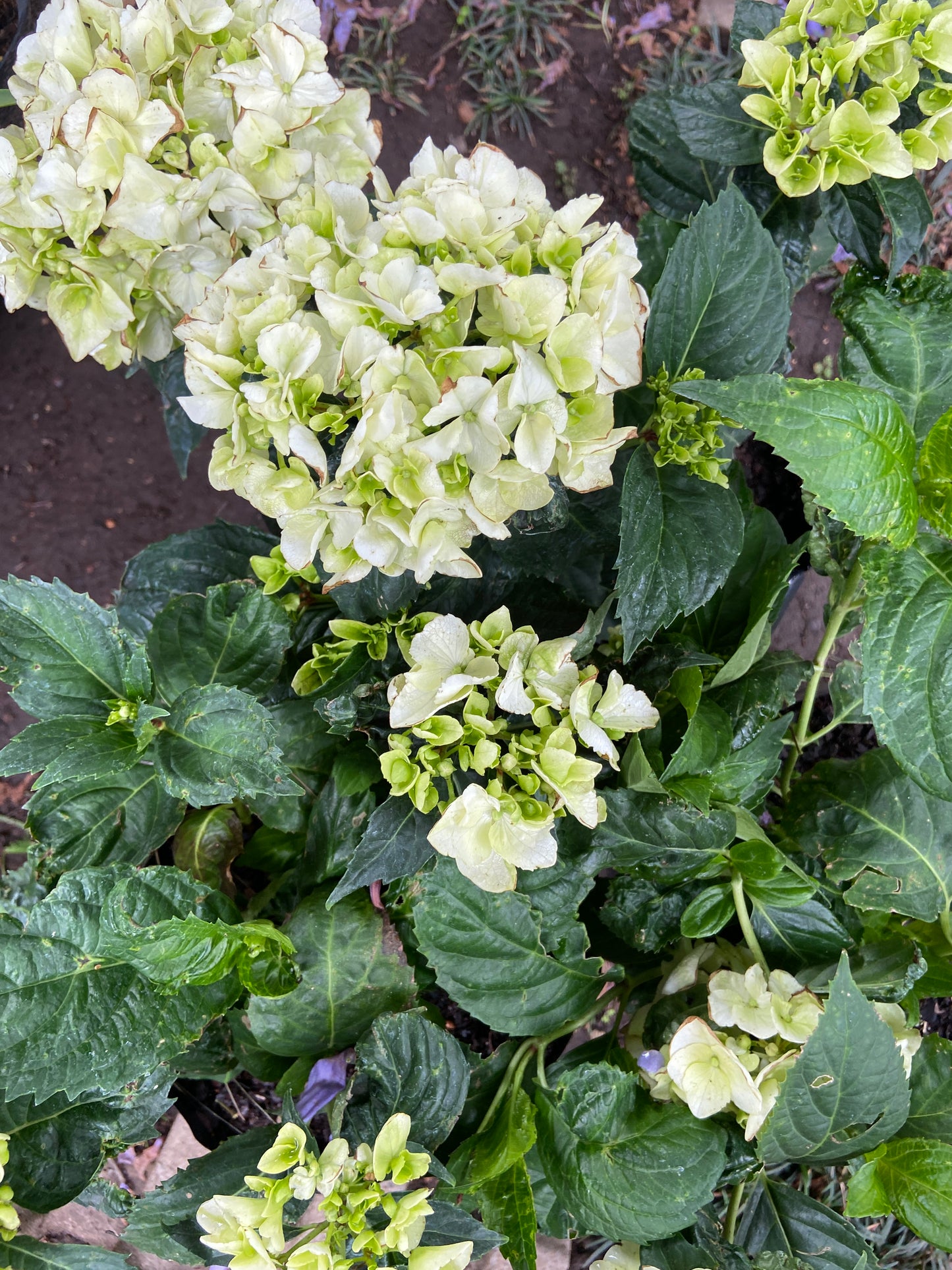 Hydrangea macrophylla (White)