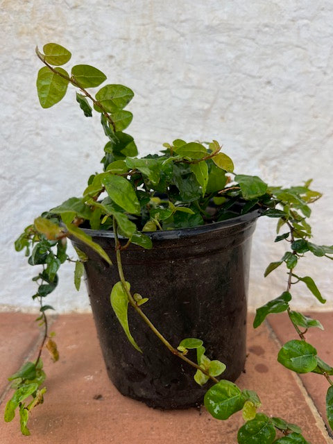 Ficus pimula