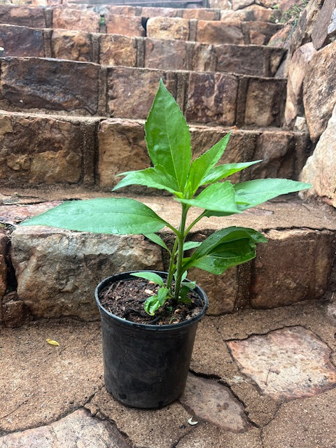 Jerusalem artichoke