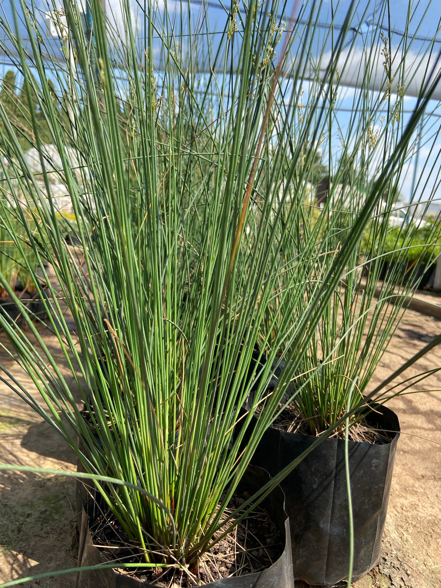 Juncus effusus 'fine'