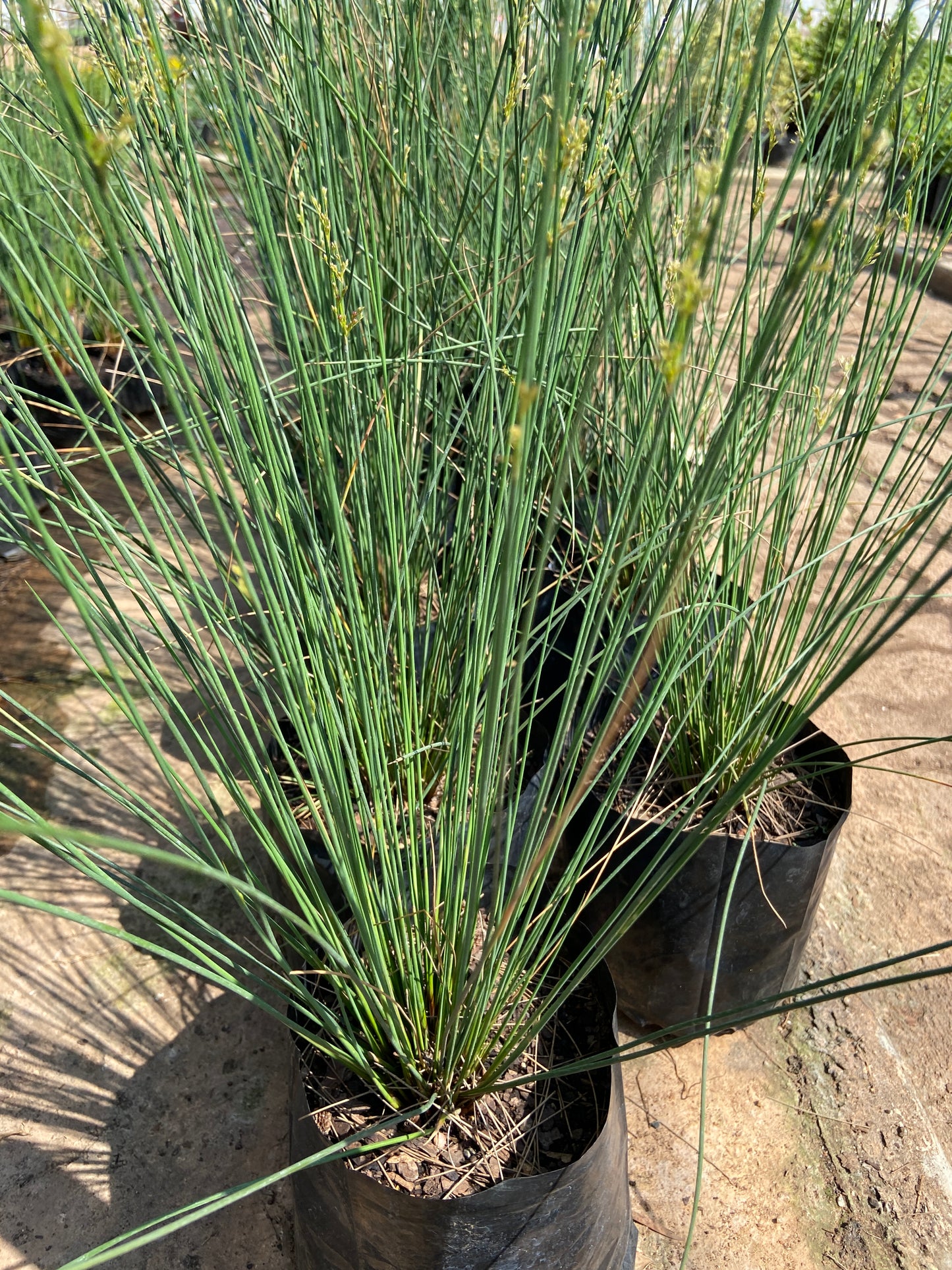 Juncus effusus 'fine'