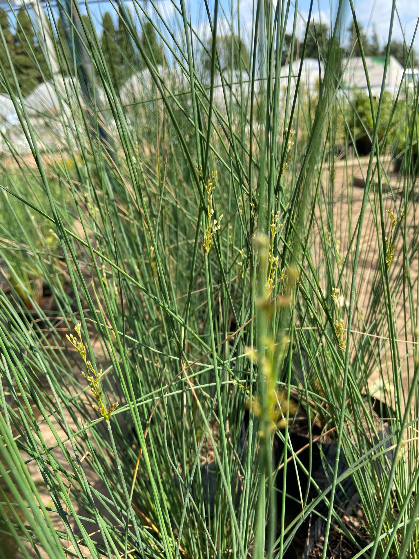 Juncus effusus 'fine'