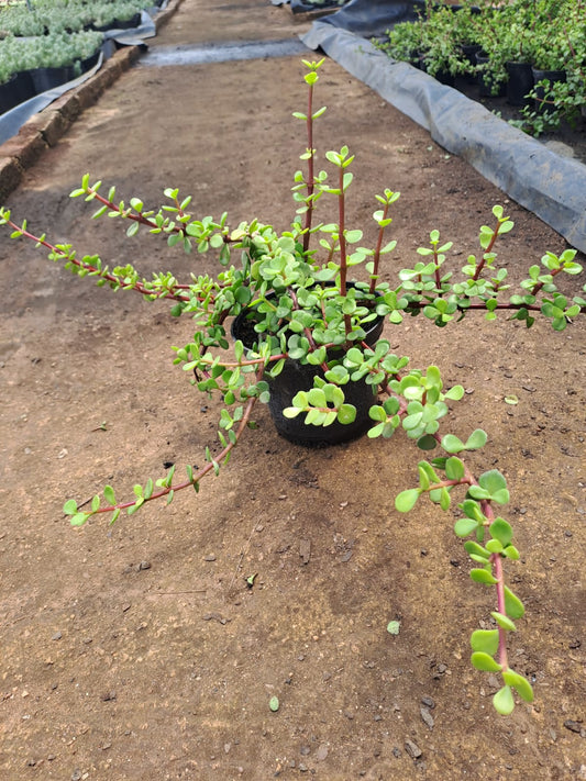 Portulacaria afra (big leaf)