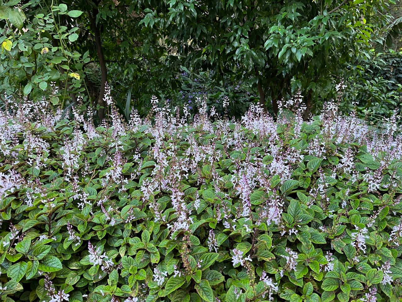 Plectranthus ciliatus