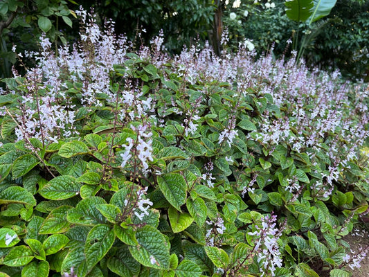 Plectranthus ciliatus