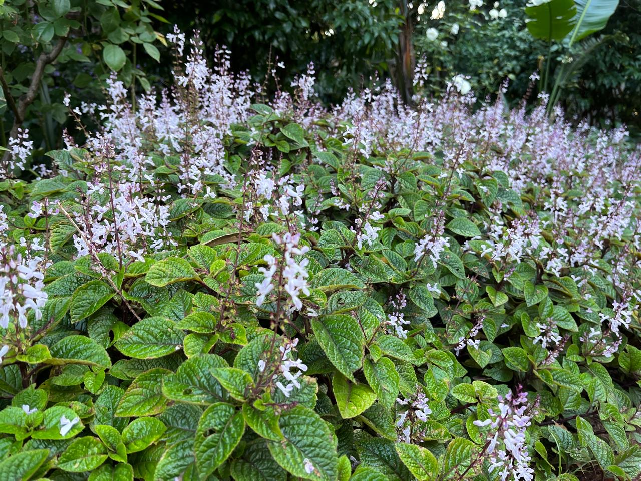 Plectranthus ciliatus