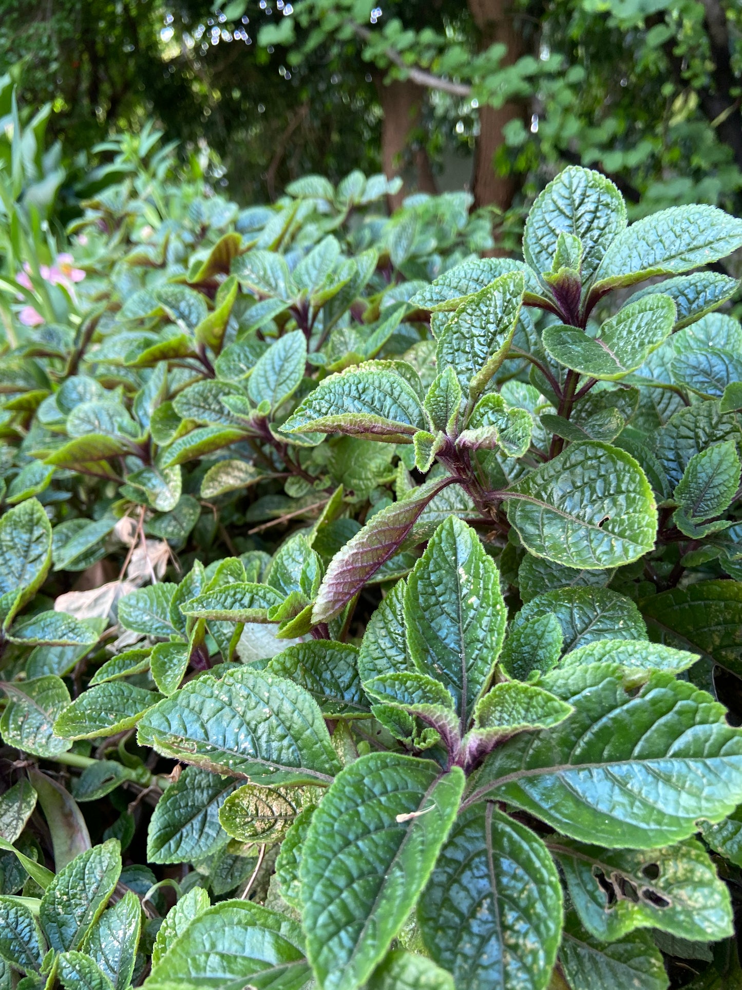 Plectranthus ciliatus