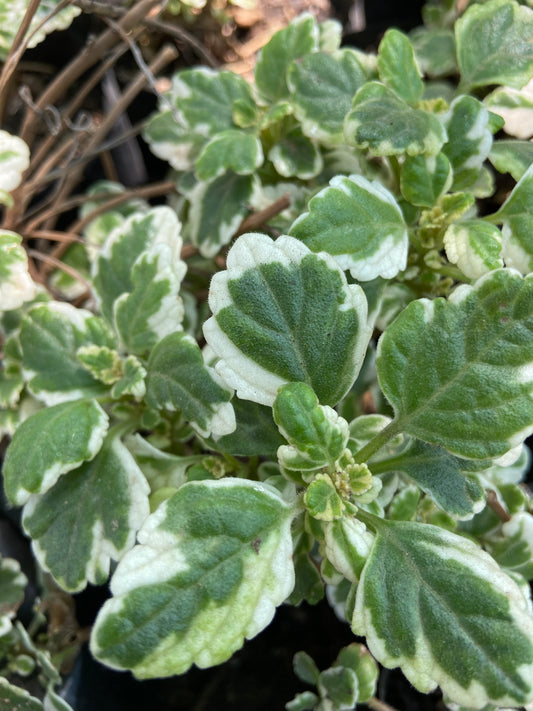 Plectranthus madagascariensis