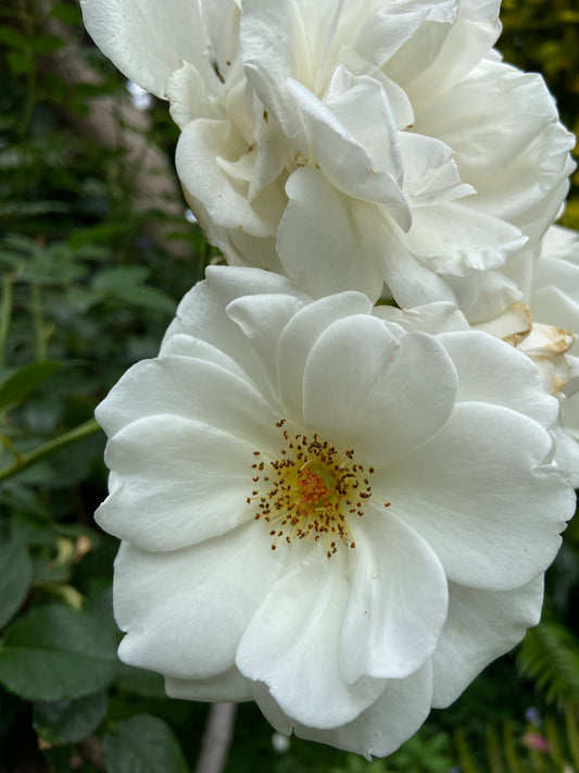 Rose 'iceberg' STANDARD