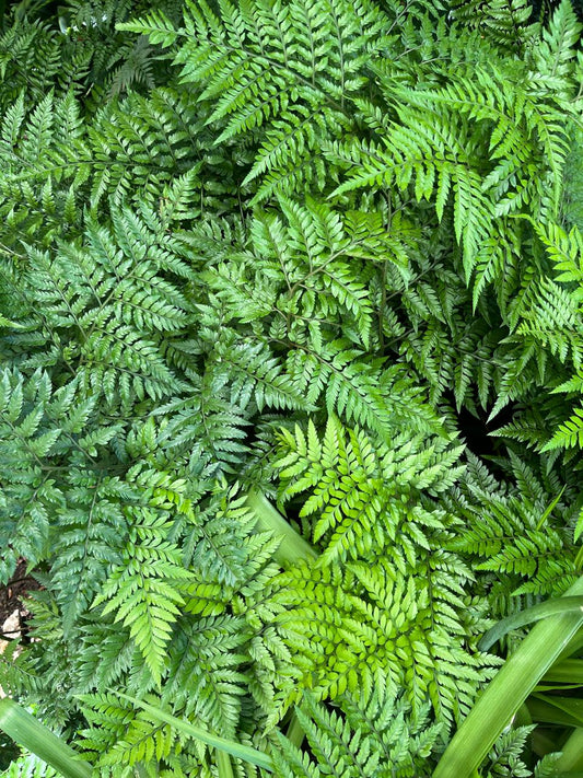 Rumohra adiantiformis