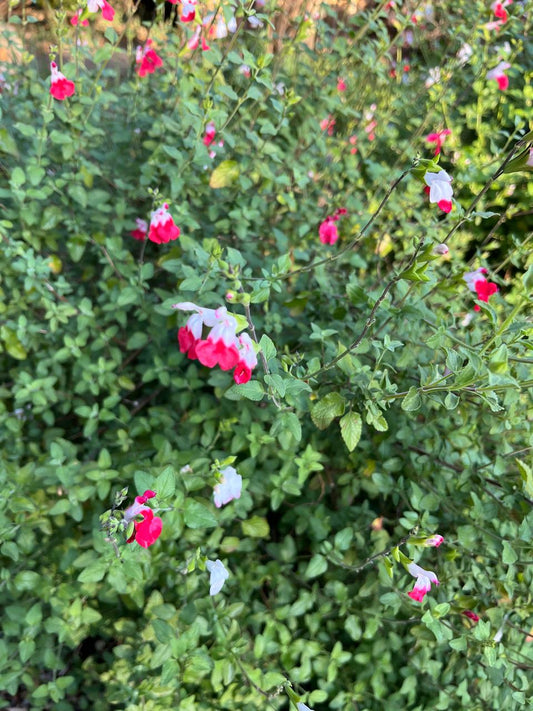 Salvia 'Hot lips'