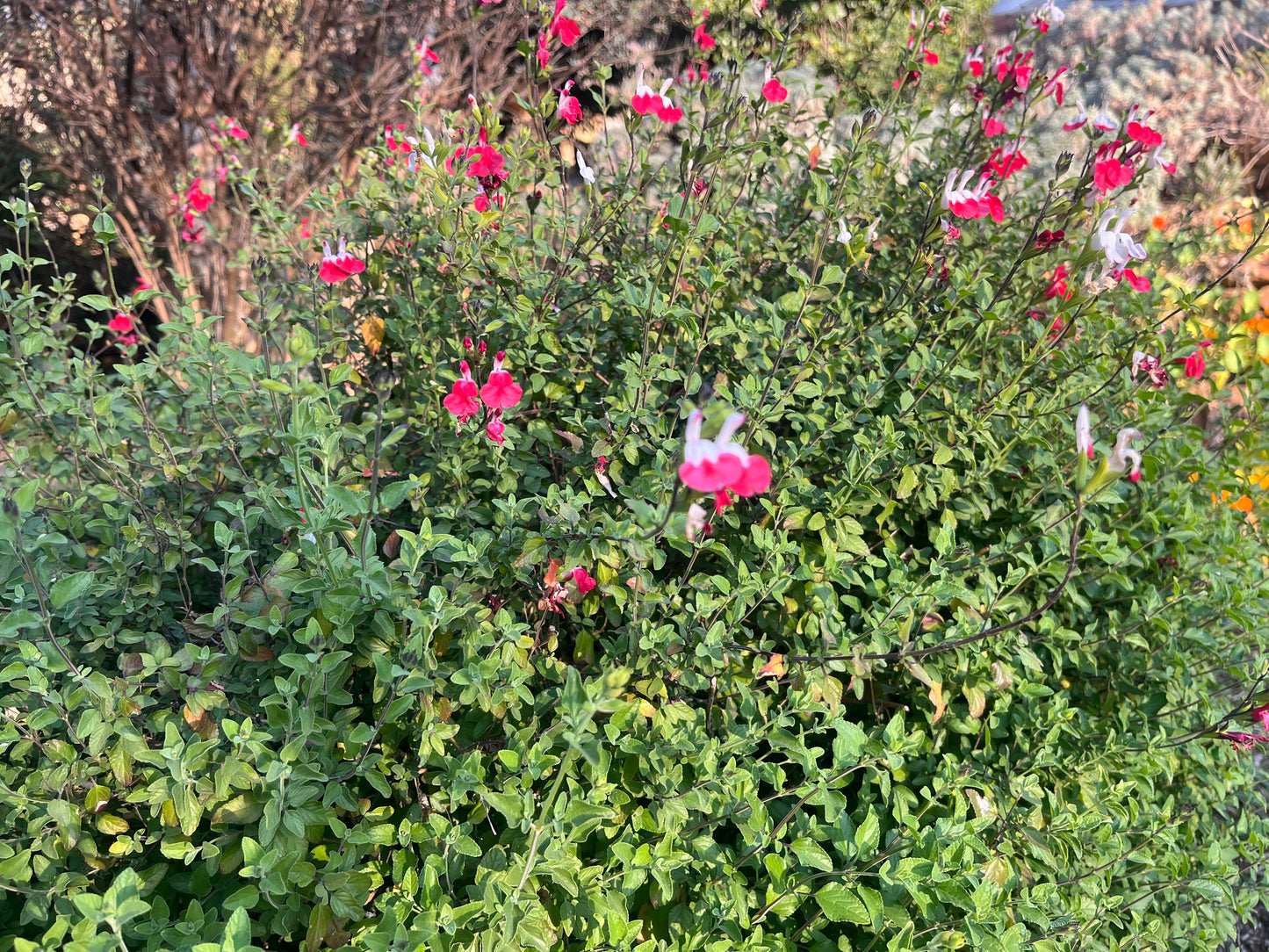 Salvia 'Hot lips'