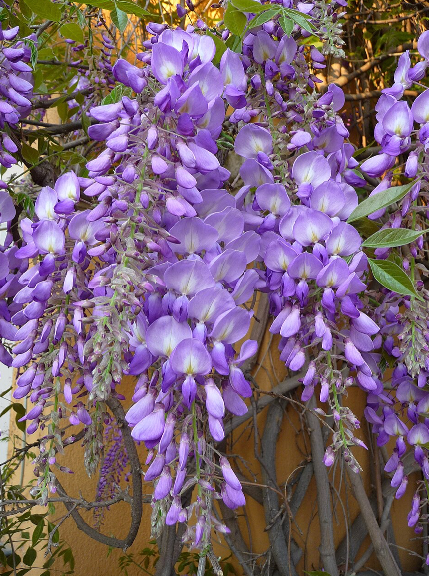 Wisteria sinensis