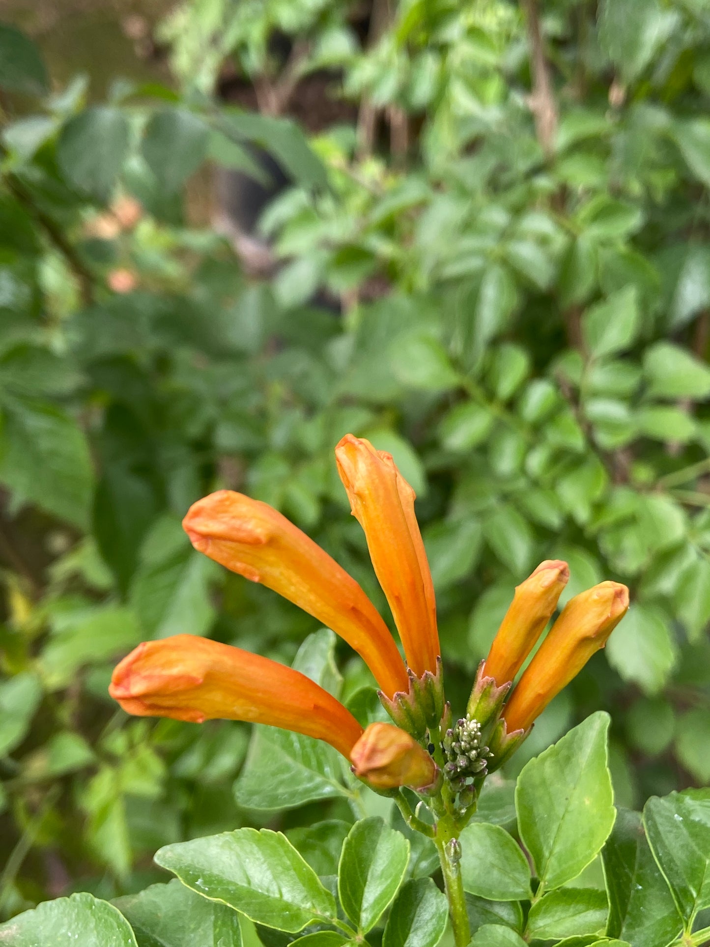 Tecomaria capensis (Orange)