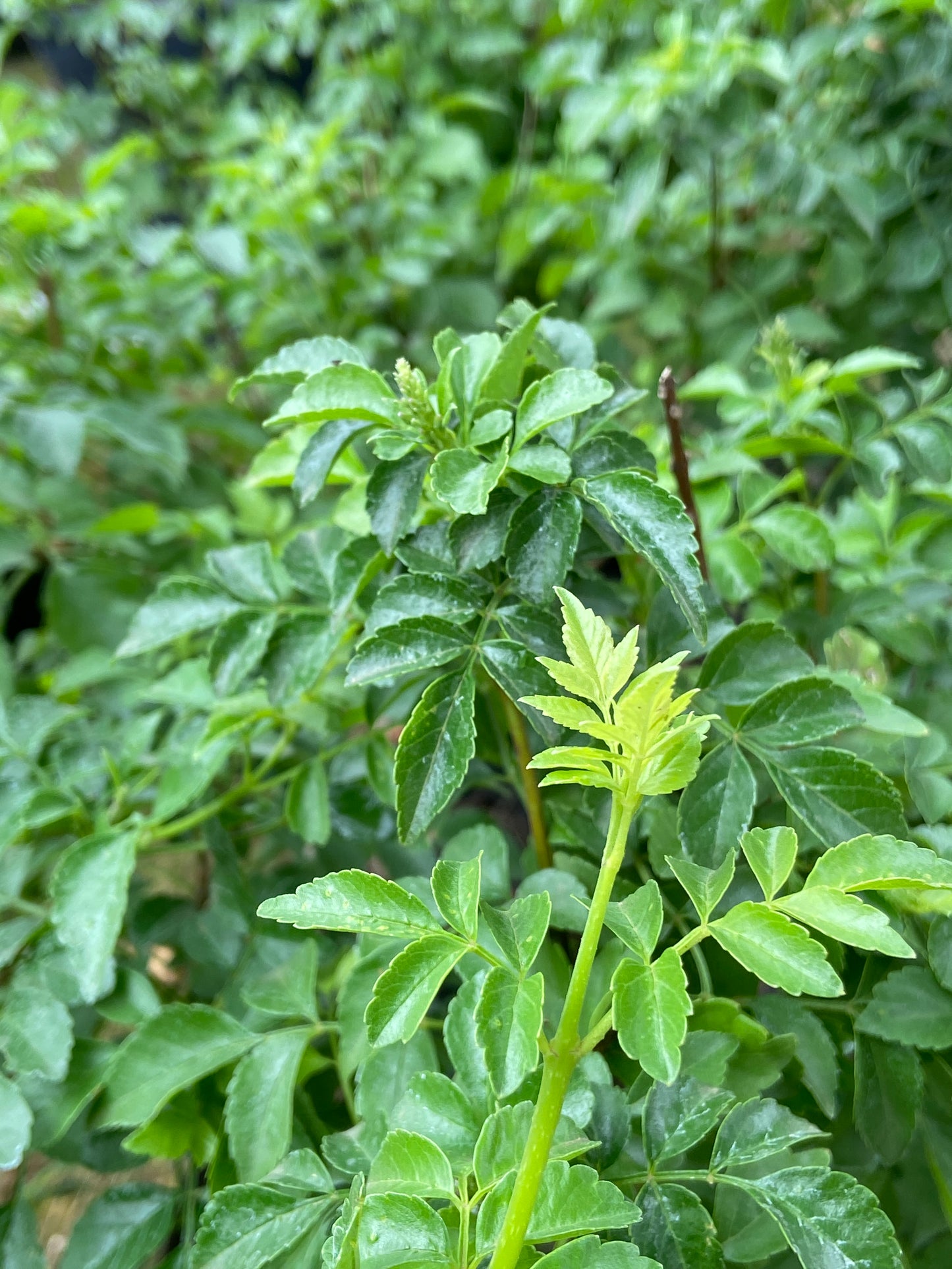 Tecomaria capensis (Orange)