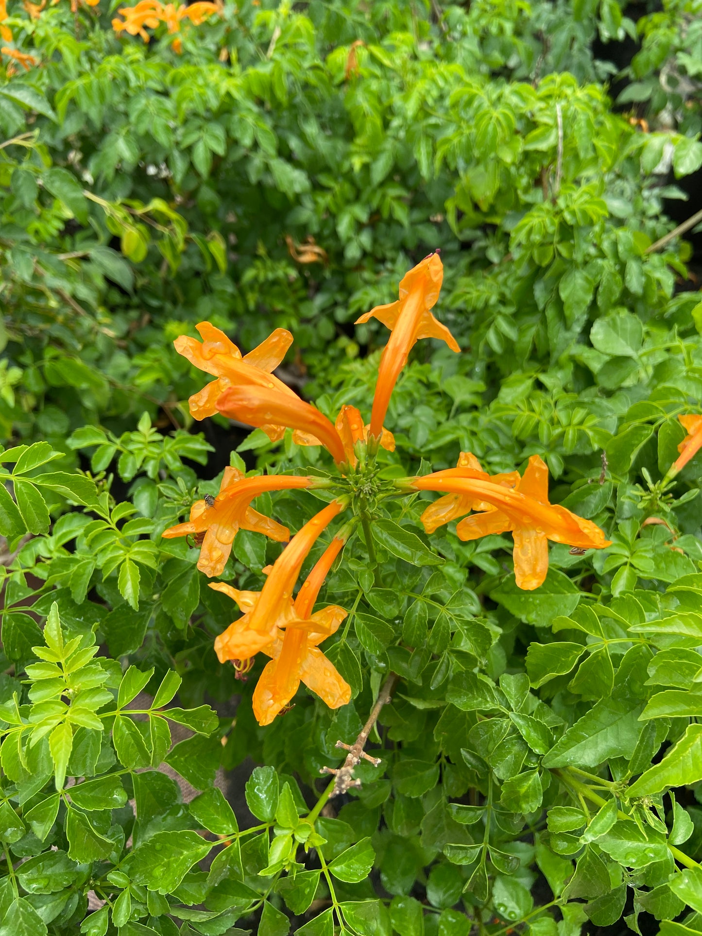 Tecomaria capensis (Orange)