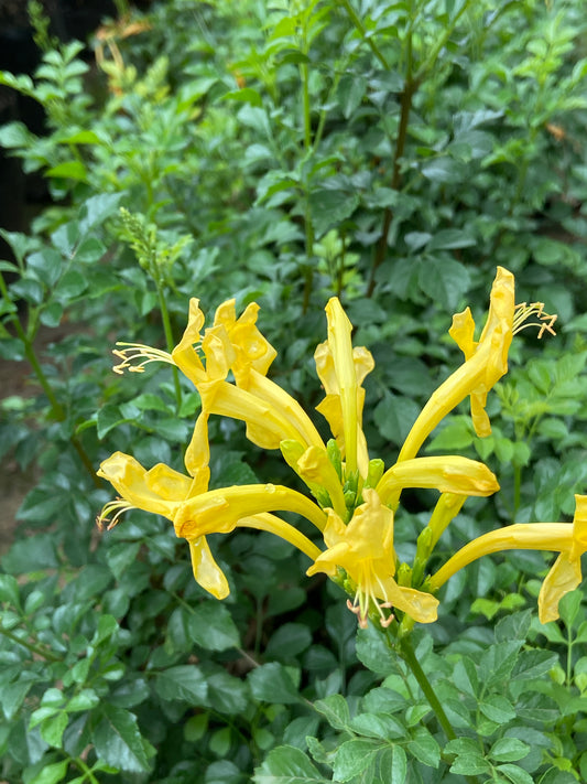 Tecomaria capensis (Yellow)