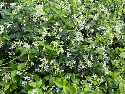 Trachelospermum jasminoides