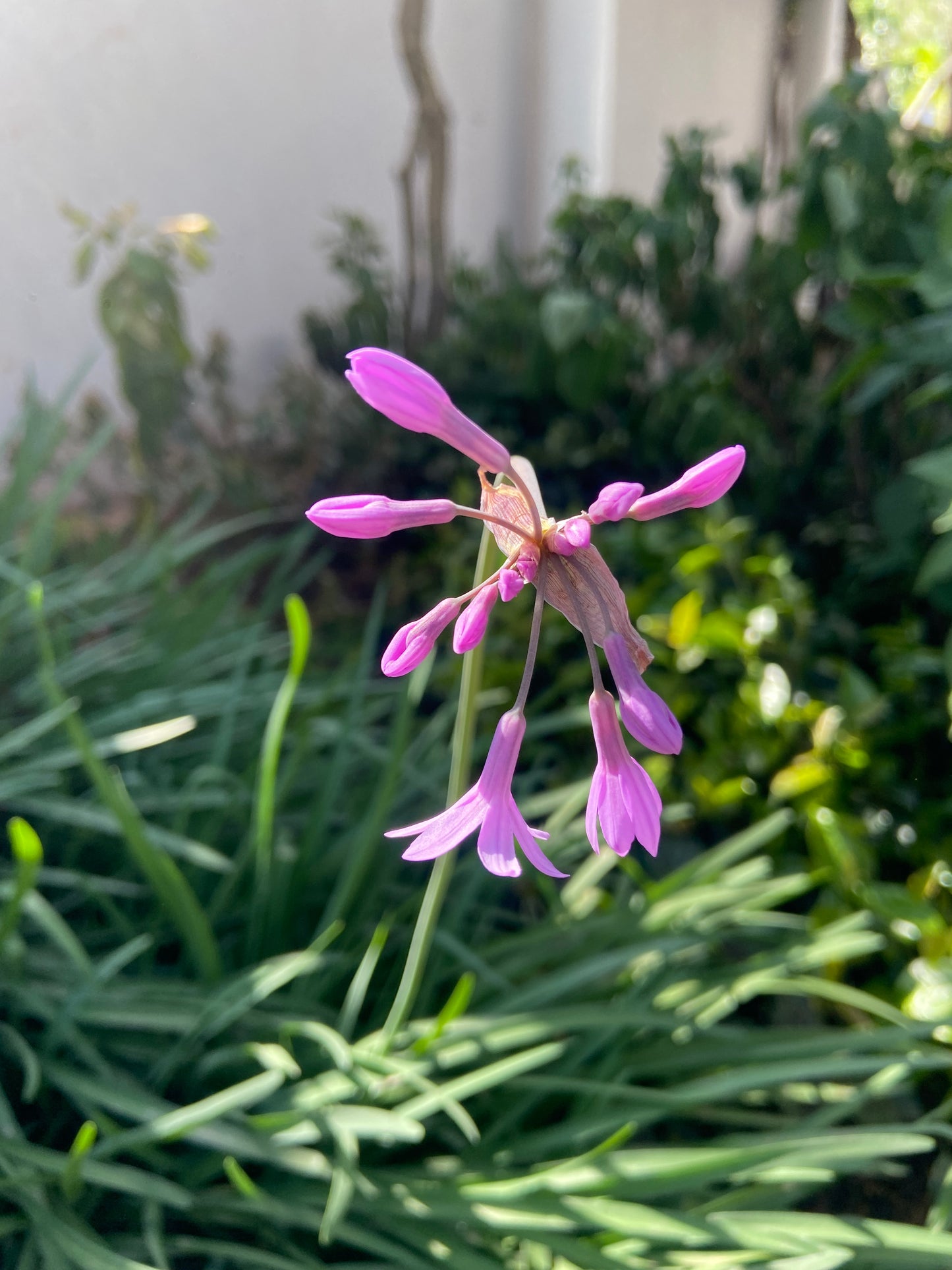 Tulbaghia violacea