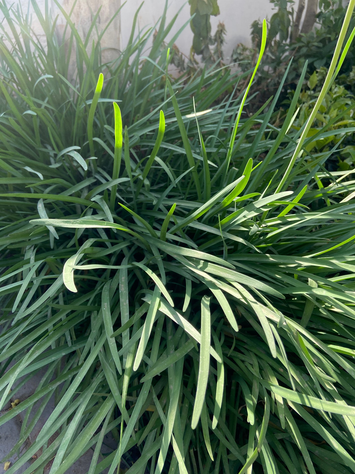 Tulbaghia violacea