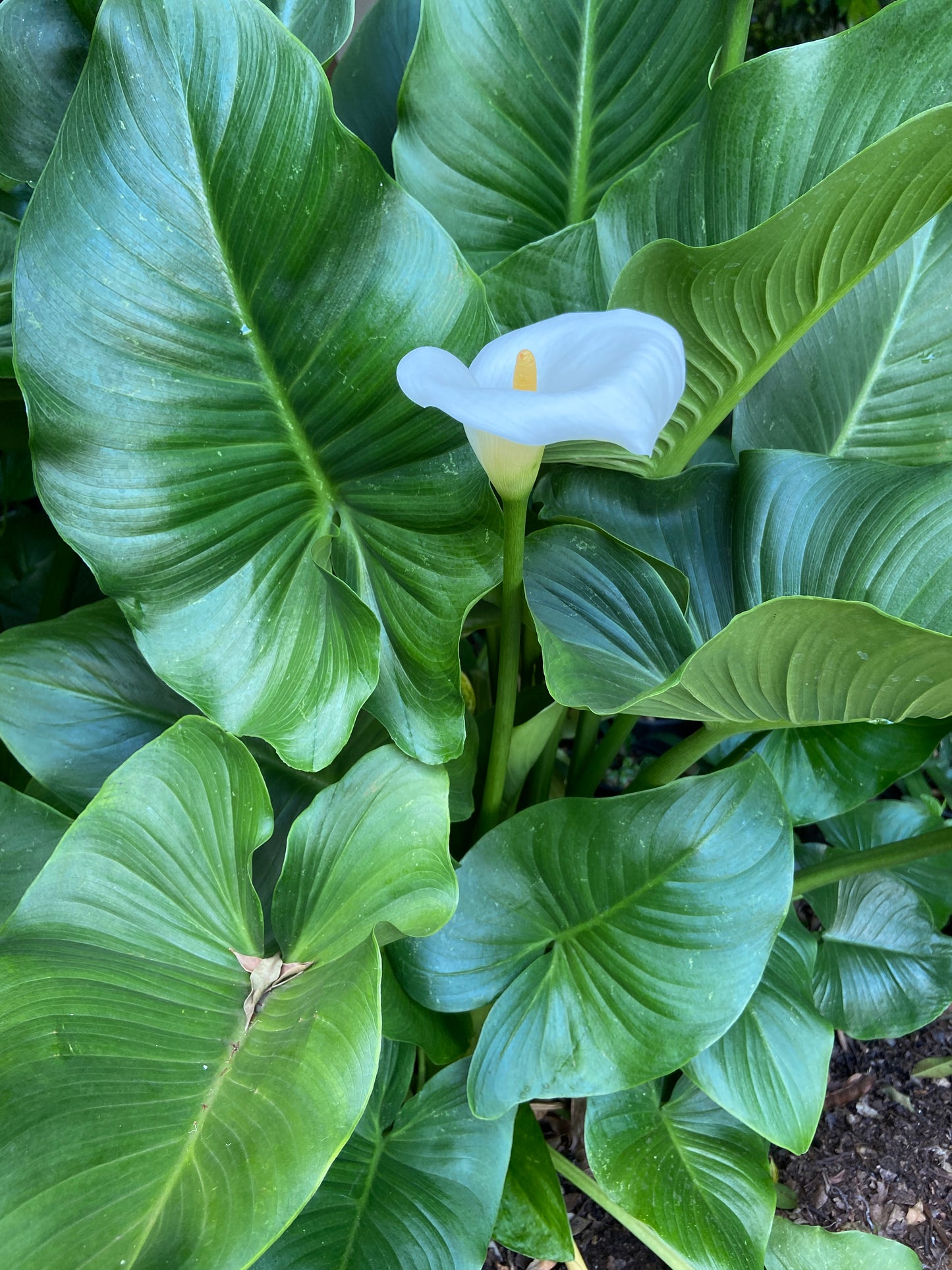 Zantedeschia aethiopica