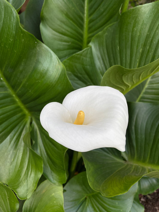 Zantedeschia aethiopica