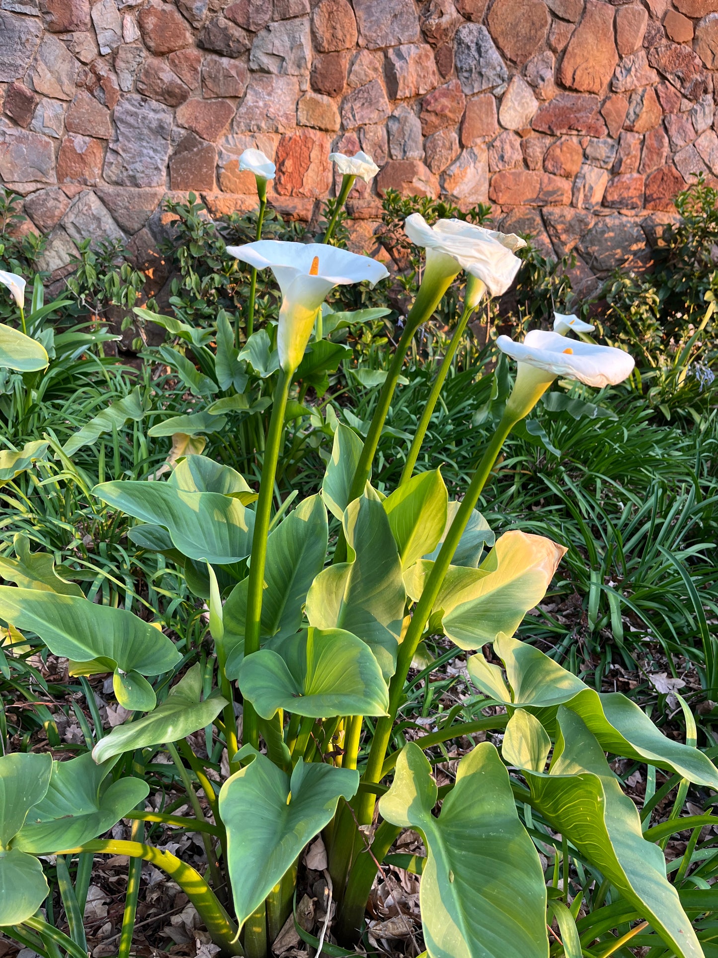 Zantedeschia aethiopica