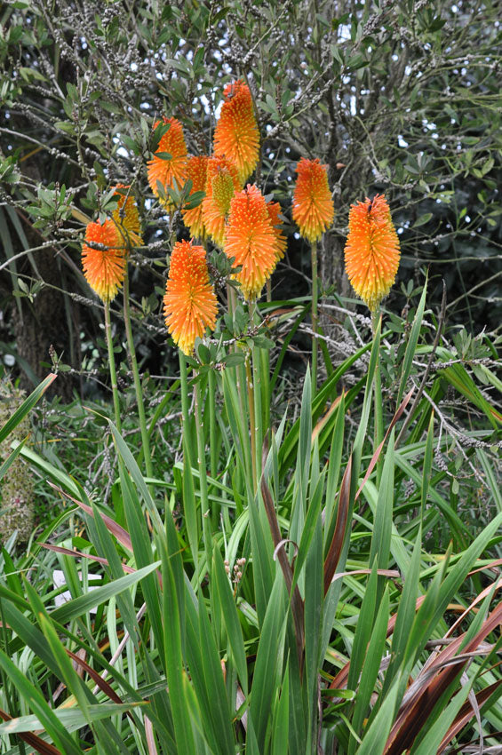 Kniphofia praecox