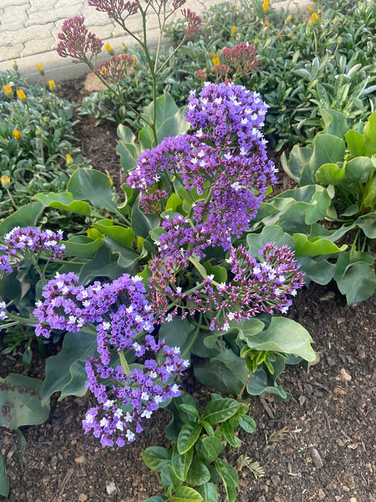 Limonium perezii (static perezii)