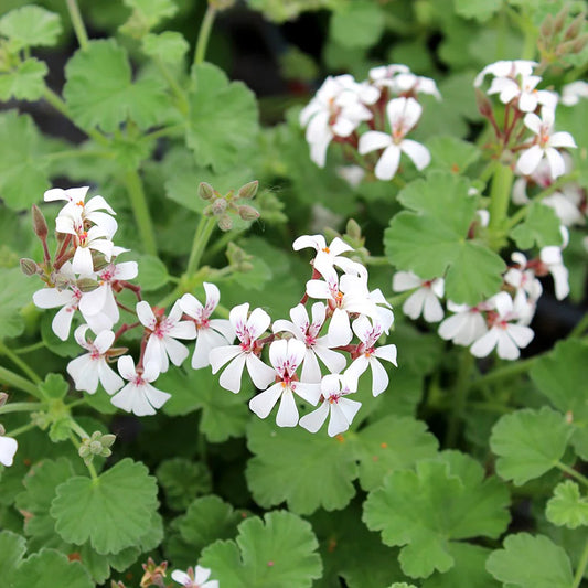 Pelargonium fragrans