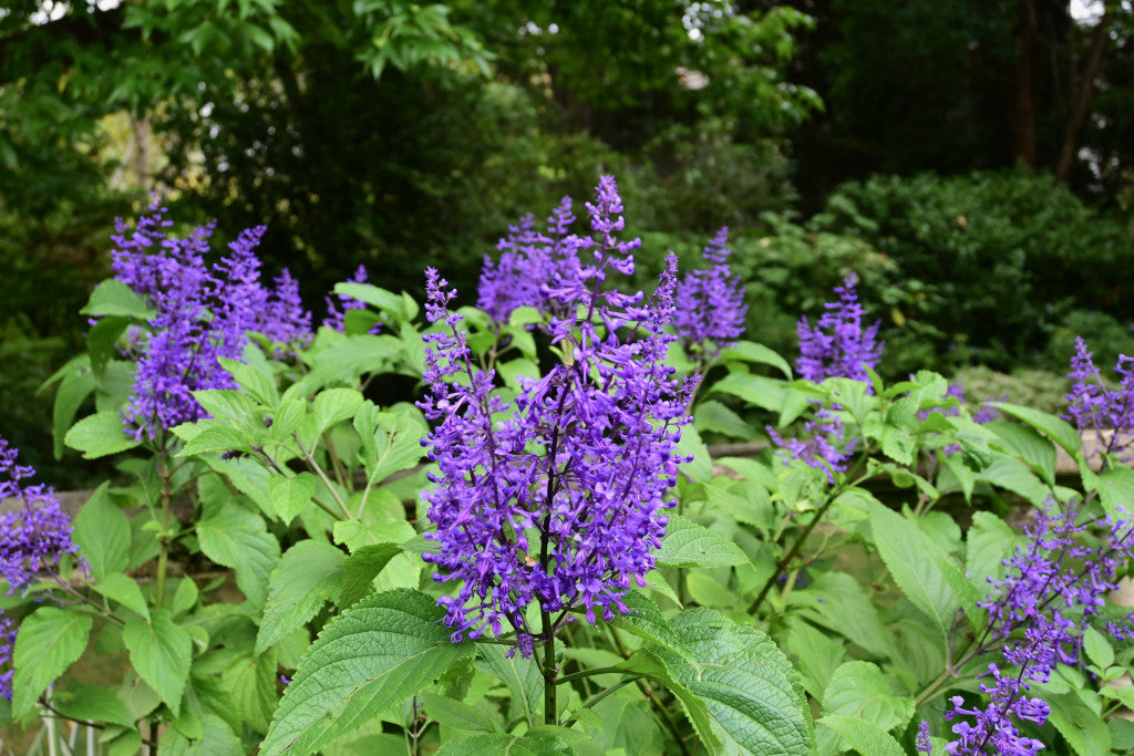 Plectranthus ecklonii (Purple)